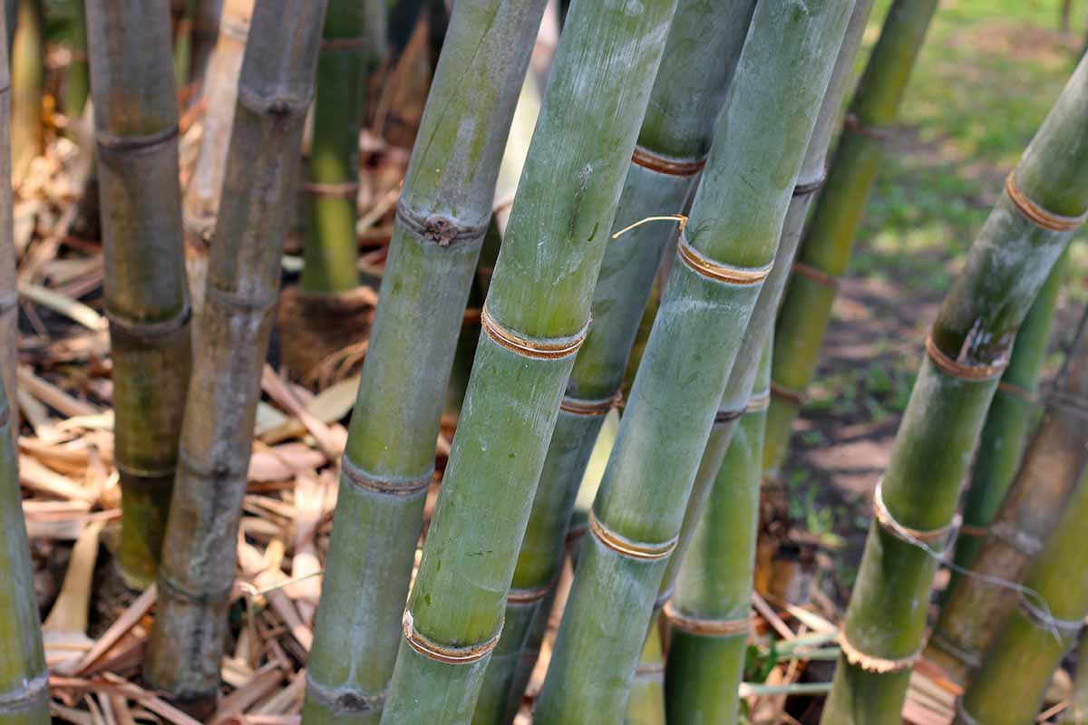 How to Grow and Care for Bamboo Plants Gardener’s Path