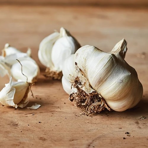A close up square image of dried and cured ‘Lorz Italian’ garlic set on a wooden surface.