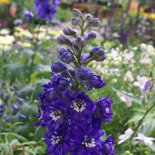 A square image of ‘Magic Fountains’ delphiniums growing in the garden.