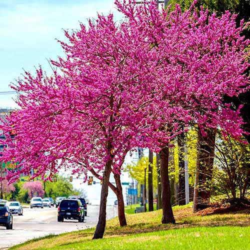 How to Grow and Care for Oklahoma Redbud Trees