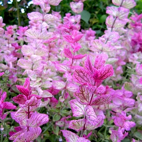 A close up square image of pink and white ‘Pink Sundae’ clary sage flowers growing in the garden.
