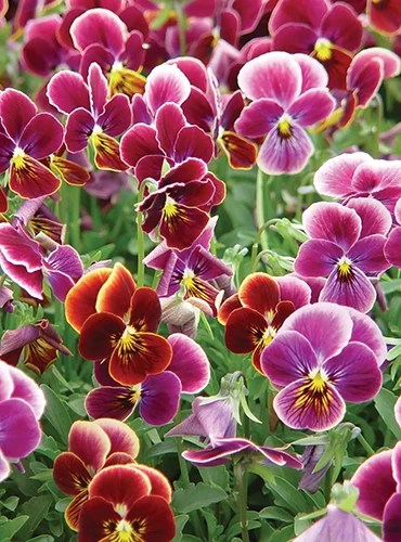 A close up of ‘Psychedelic Spring’ viola flowers growing in the garden.