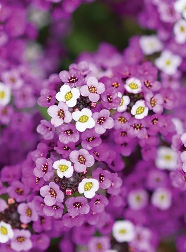 A close up of ‘Royal Carpet’ sweet alyssum flowers growing in the garden.