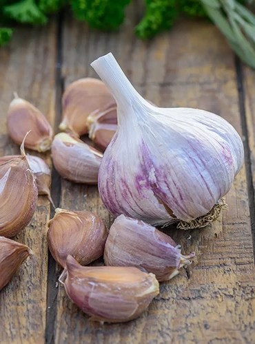 A close up vertical image of ‘Spanish Roja’ garlic bulb and cloves on a wooden surface.