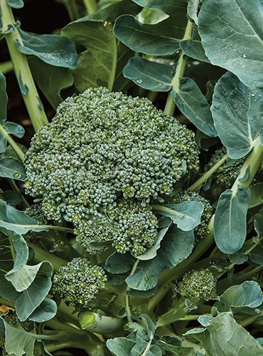 A close up vertical image of ‘Sun King’ broccoli growing in the garden.