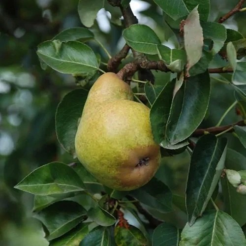 How to Grow and Care for ‘Bartlett’ Pear Trees Gardener’s Path