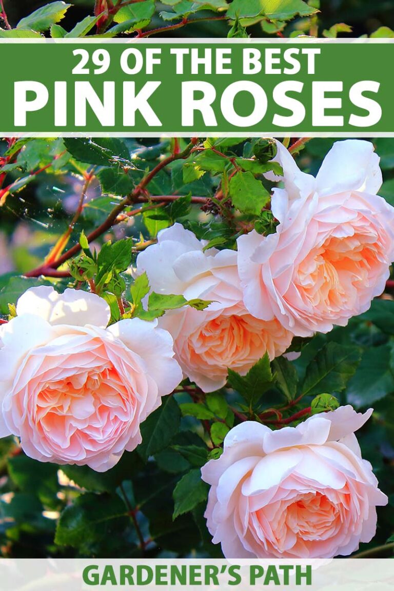 29 of the Best Pink Roses for Your Garden Gardener’s Path