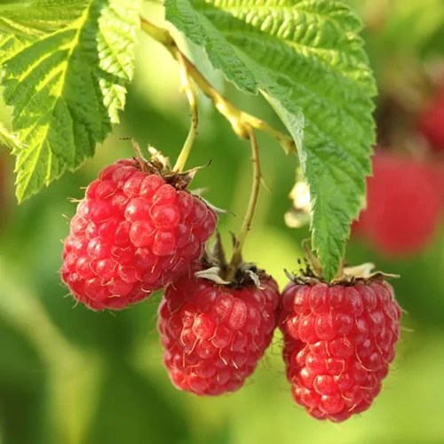 A closeup image of three Rubus ‘Boyne’ fruits growing outdoors.