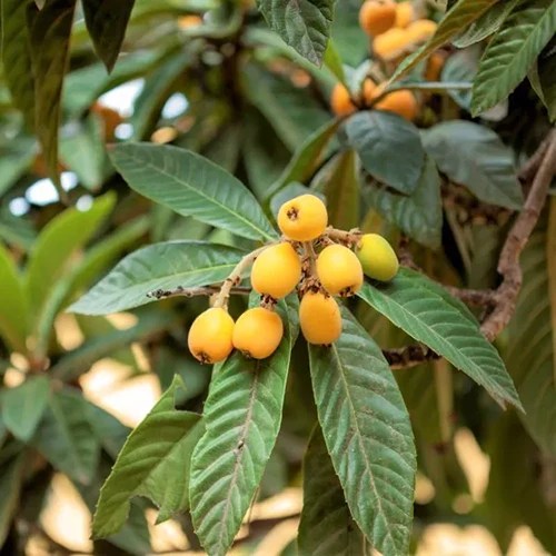 A square image of the ripening fruits of a ‘Champagne’ loquat tree.