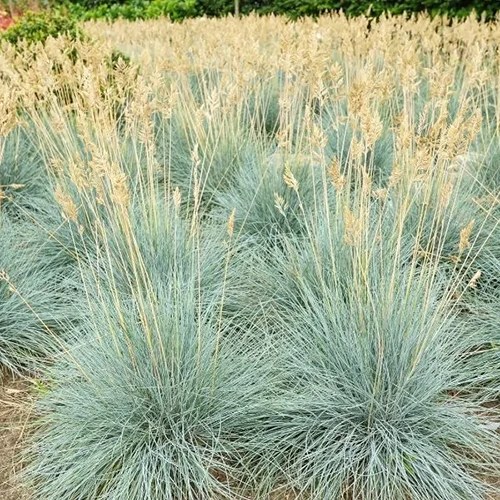 A square image of ‘Cool as Ice’ blue fescue grass, a perfect planting for a septic drainage field.