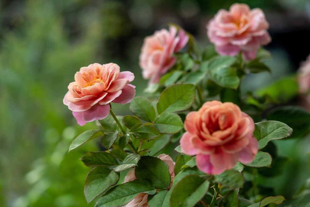 29 of the Best Pink Roses for Your Garden Gardener’s Path