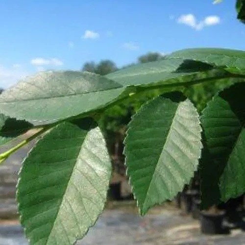 A close up square image of  U. parvifolia ‘Drake’ foliage pictured on a blue sky background.
