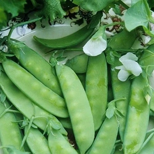 A close up square image of ‘Dwarf Grey’ snow peas, freshly harvested on a white plate.