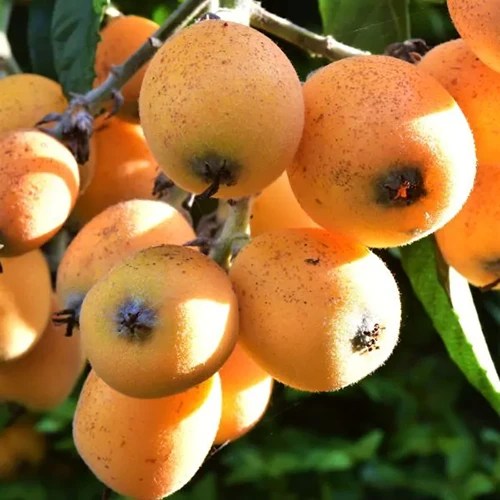 A close up square image of ripe and ready to harvest ‘Gold Nugget’ loquat fruits pictured in bright sunshine on a soft focus background.