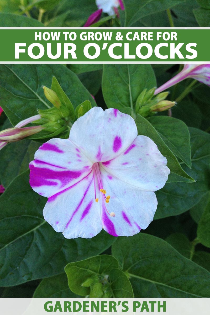 How to Grow and Care for Four O’Clocks Gardener’s Path ReportWire