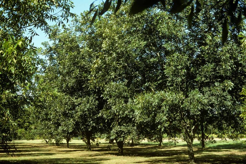 How to Grow and Care for Pecan Trees Gardener’s Path