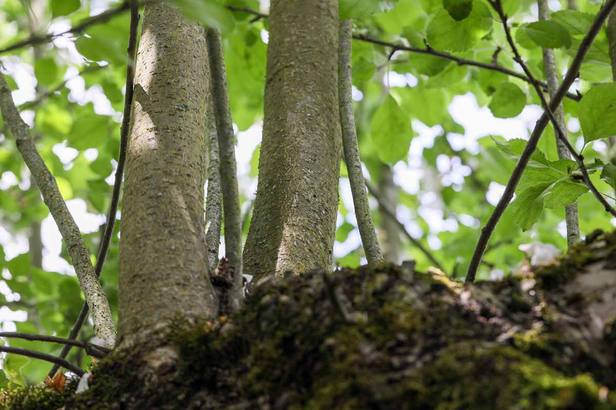 A close up horizontal image of water sprouts growing on an apple tree, with foliage in soft focus in the background.