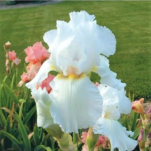 A square image of ‘Immortality’ bearded iris growing in a garden border.