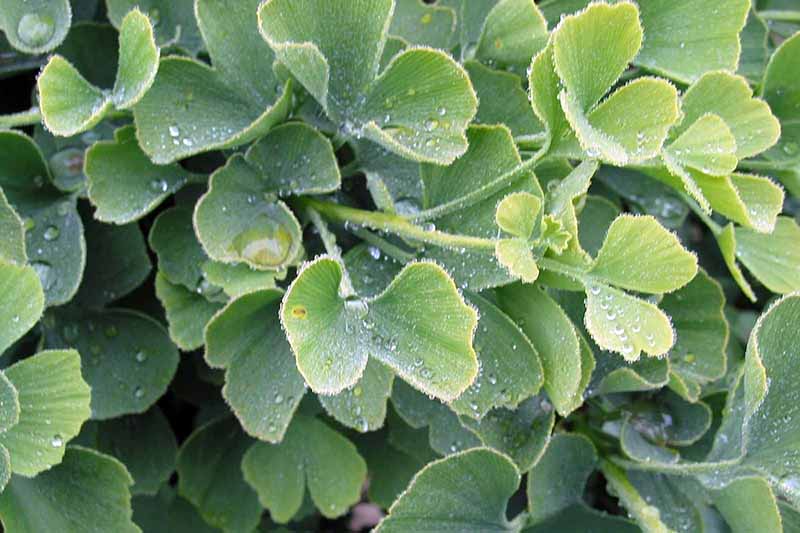 A close up horizontal image of the foliage of ‘Jade Butterfly’ growing in the garden.