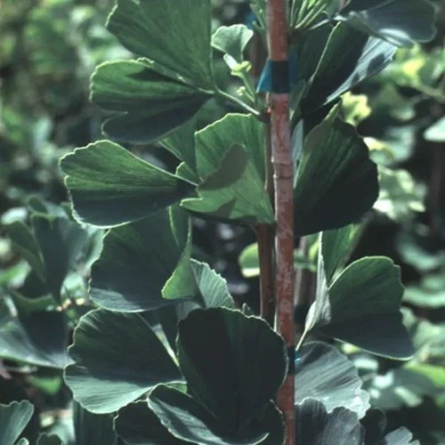A square image of the foliage of Ginkgo biloba ‘Jade Butterfly’ pictured on a soft focus background.