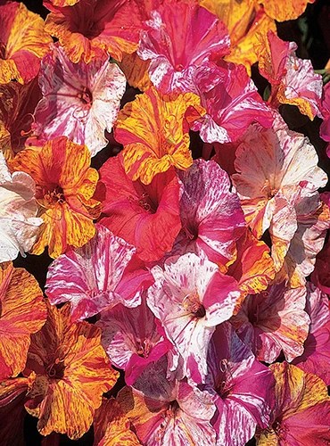 A vertical image of Mirabilis jalapa ‘Kaleidoscope’ flowers pictured in bright sunshine.