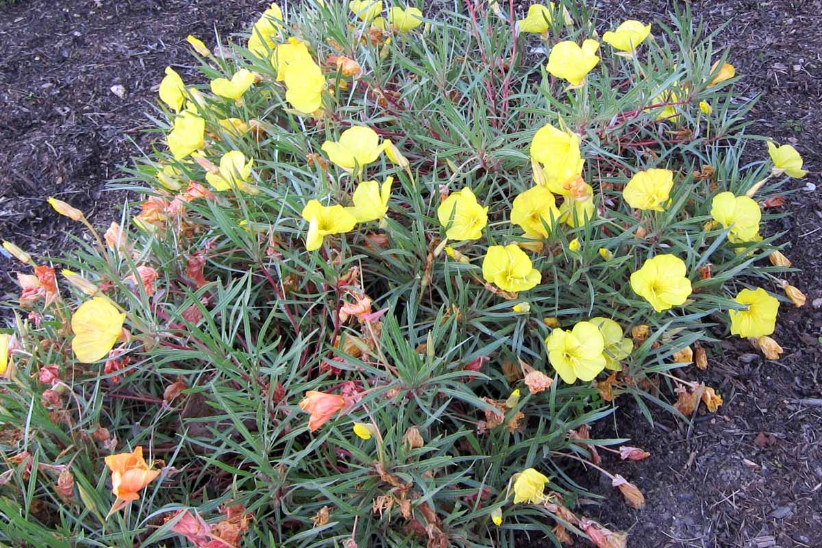 A close up horizontal image of a clump of &lsquo;Lemon Silver&rsquo; growing in the garden.