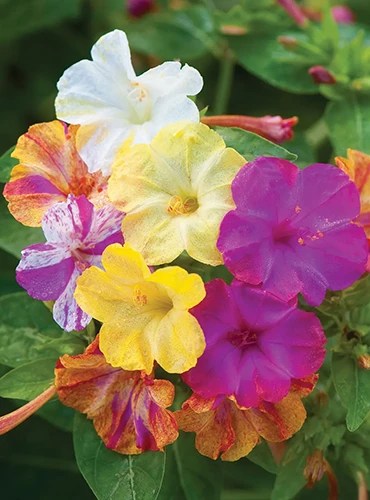 A vertical image of purple, pink, yellow, white, and bicolored four o’clocks (Mirabilis jalapa) growing in the garden.