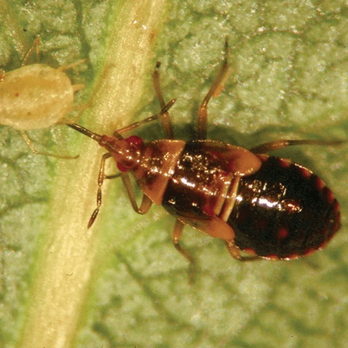 A close up of a minute pirate bug killing an aphid.