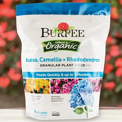 A close up of a bag of Burpee Azalea, Camellia, and Rhododendron food.