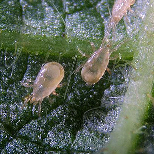A close up square image of highly magnified predatory mites on the surface of a leaf.