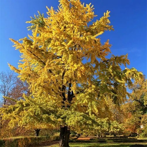 A square image of a Ginkgo biloba ‘Princeton Sentry’ tree pictured with golden foliage pictured on a blue sky background.