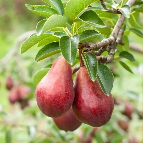 How to Grow and Care for ‘Bartlett’ Pear Trees Gardener’s Path