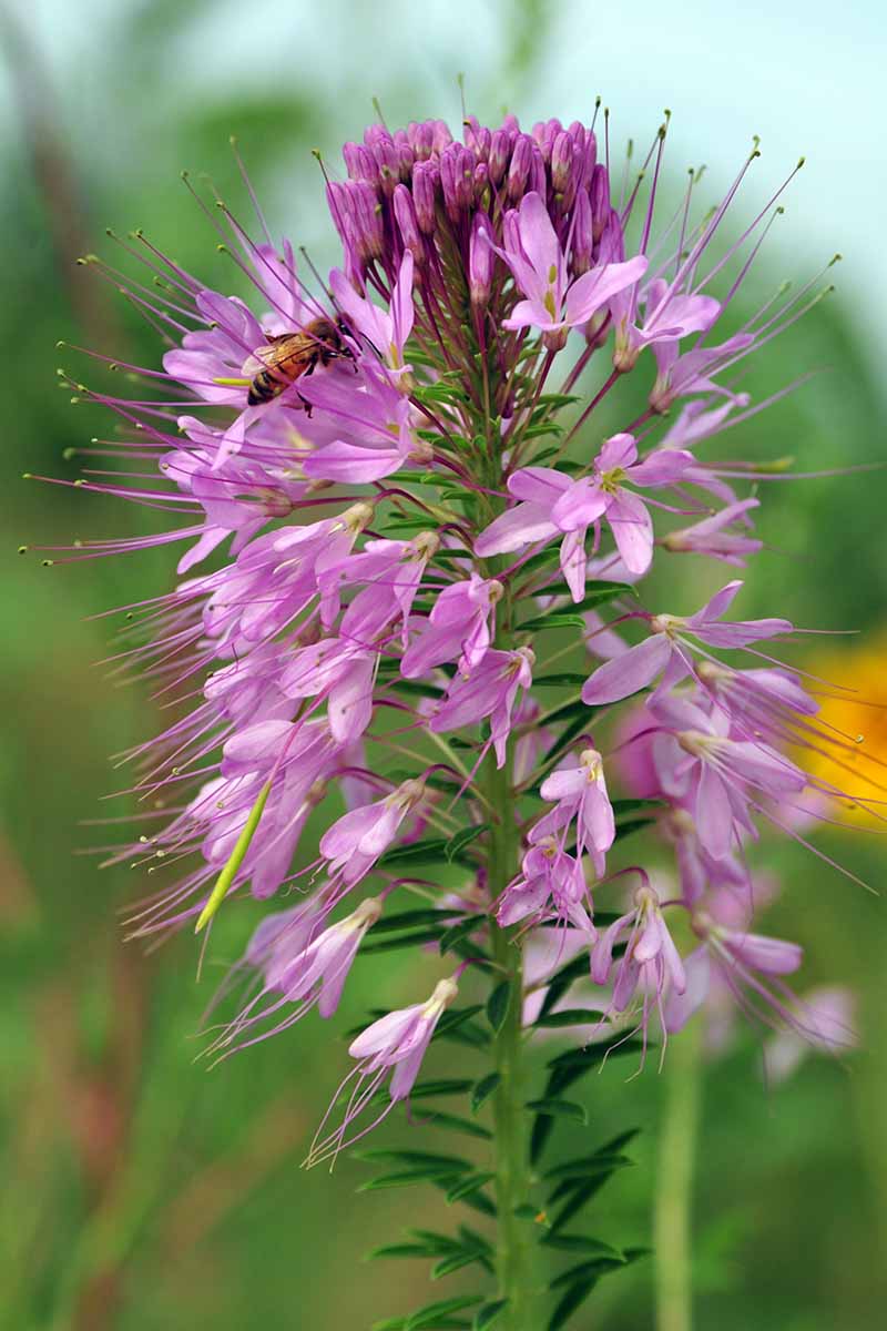 A close up vertical image of a bee foraging on a Rocky Mountain bee plant flower pictured on a soft focus background.
