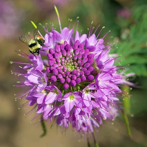 A close up square image of a single Cleomella serrulata flower pictured on a soft focus background.