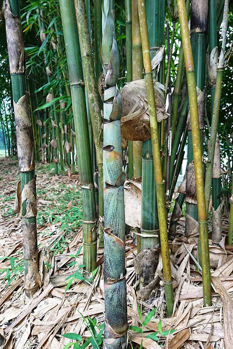 Clumping vs. Running Bamboo What’s the Difference?