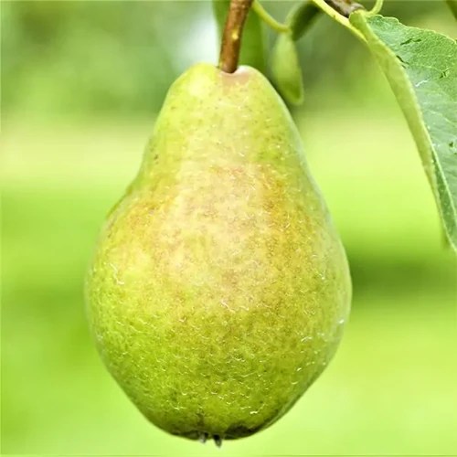 How to Grow and Care for ‘Bartlett’ Pear Trees Gardener’s Path