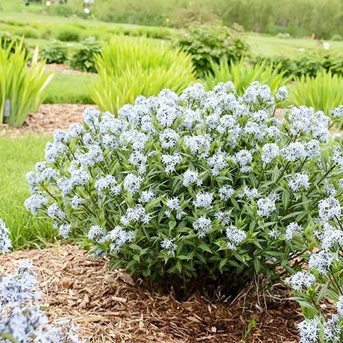 A square image of a clump of Amsonia &lsquo;Starstruck&rsquo; growing in a garden border surrounded by mulch.