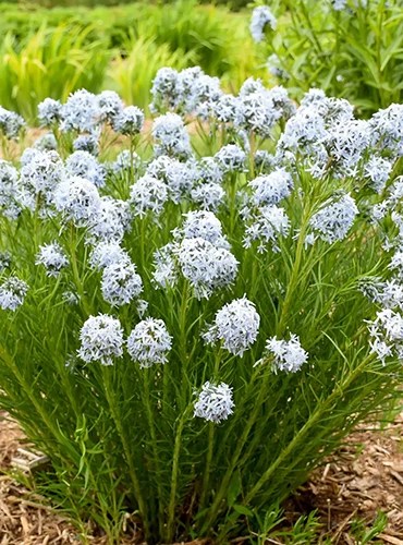 A close up of Amsonia &lsquo;String Theory&rsquo; growing in the garden.
