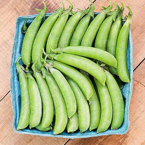 A square image of a blue cardboard punnet of &lsquo;Sugar Ann&rsquo; snap peas set on a wooden surface.