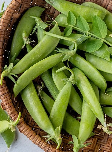 A close up of a wicker basket filled with freshly harvested &lsquo;Super Sugar Snap&rsquo; peas.