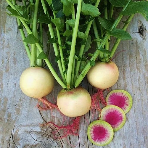 A square image of &lsquo;Watermelon&rsquo; radishes set on a wooden surface.