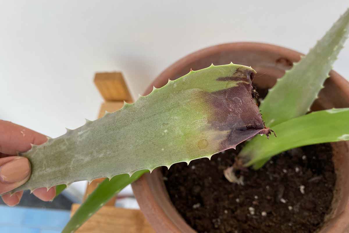 A close up horizontal image of a piece of aloe vera foliage that has detached from the plant due to rot.