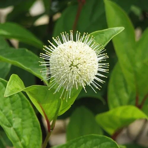 A square image of a single Cephalanthus occidentalis ‘Balioptics’ pictured on a soft focus background.
