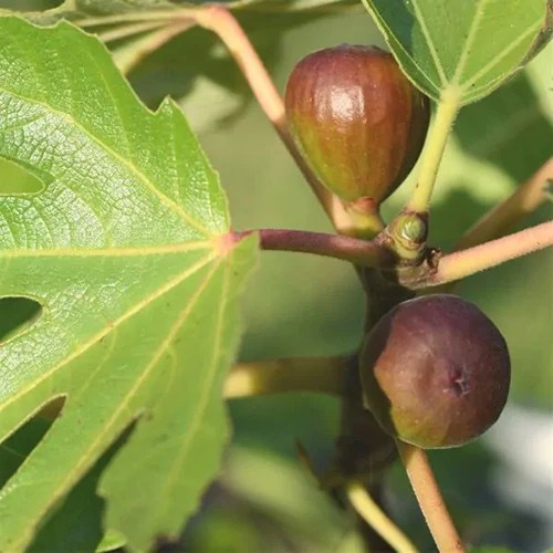 A square image of &lsquo;Black Mission&rsquo; figs growing on the tree pictured on a soft focus background.