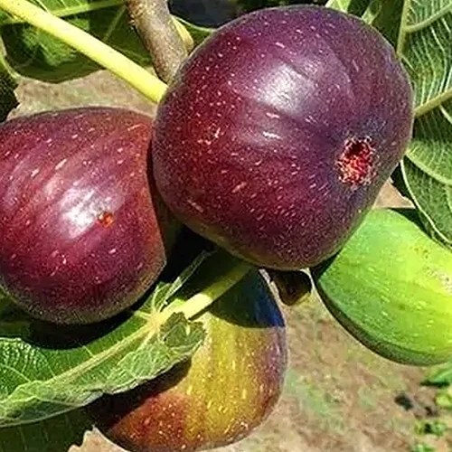 A close up square image of &lsquo;Brown Turkey&rsquo; figs pictured in bright sunshine.