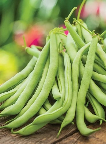 A close up of a freshly harvested ‘Contender’ pods set on a wooden surface pictured on a soft focus background.