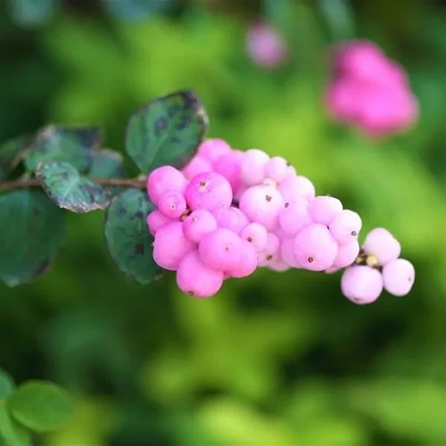A close up square image of the pink berries of Symphoricarpos albus &lsquo;Coral Berry&rsquo; pictured on a green soft focus background.