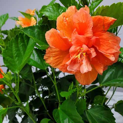 A close up square image of a single &lsquo;Double Peach&rsquo; hibiscus flower growing in a pot indoors.