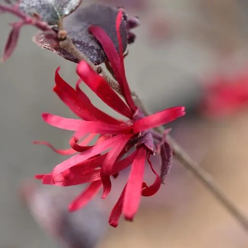 A close up square image of a Chinese fringe flower pictured on a soft focus background.