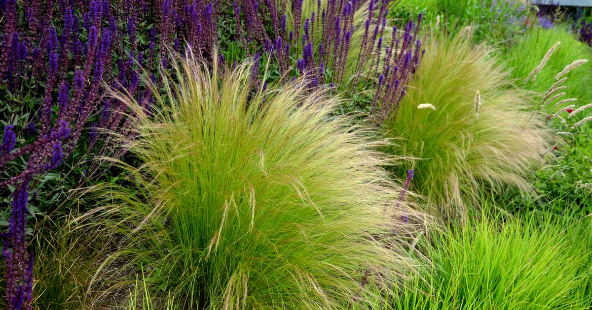 Learn How to Grow Grasses, Rushes, and Sedges